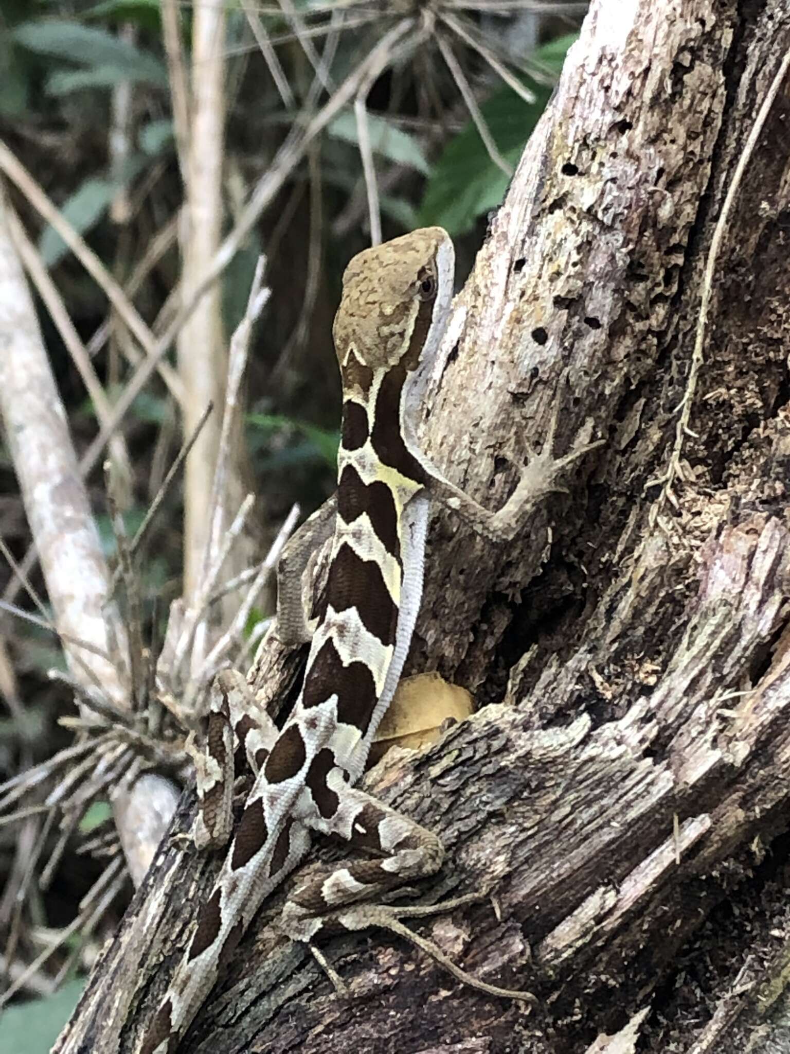 Image of Two-lined Fathead Anole