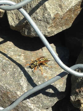 Image of European Paper Wasp