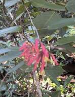 Image of Bauhinia jenningsii P. Wilson