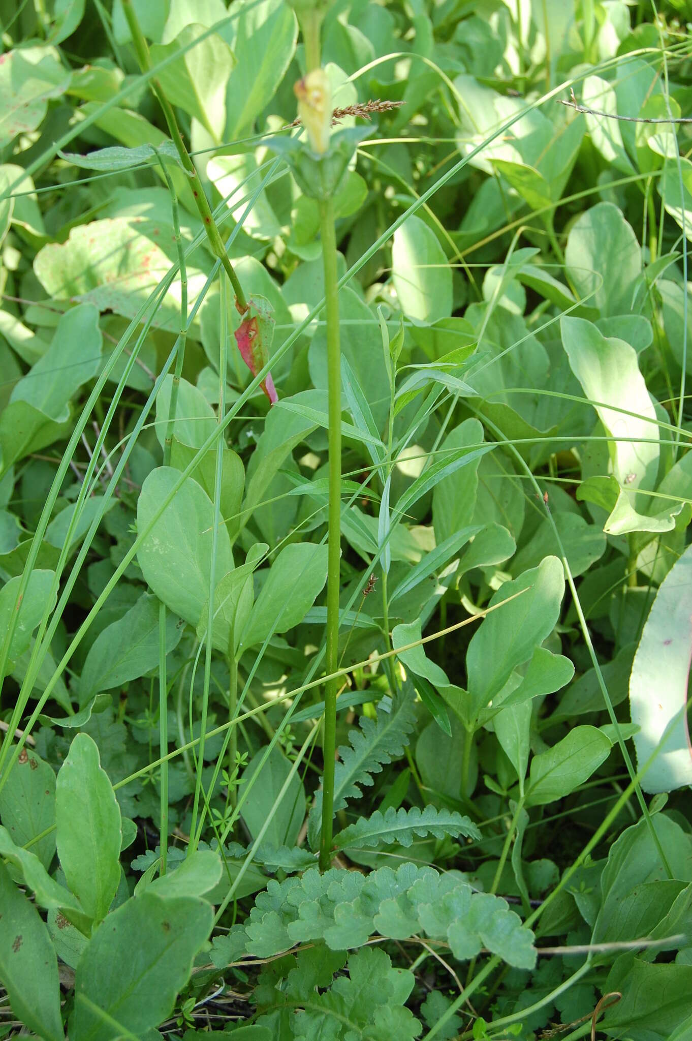 Image of moor-king lousewort