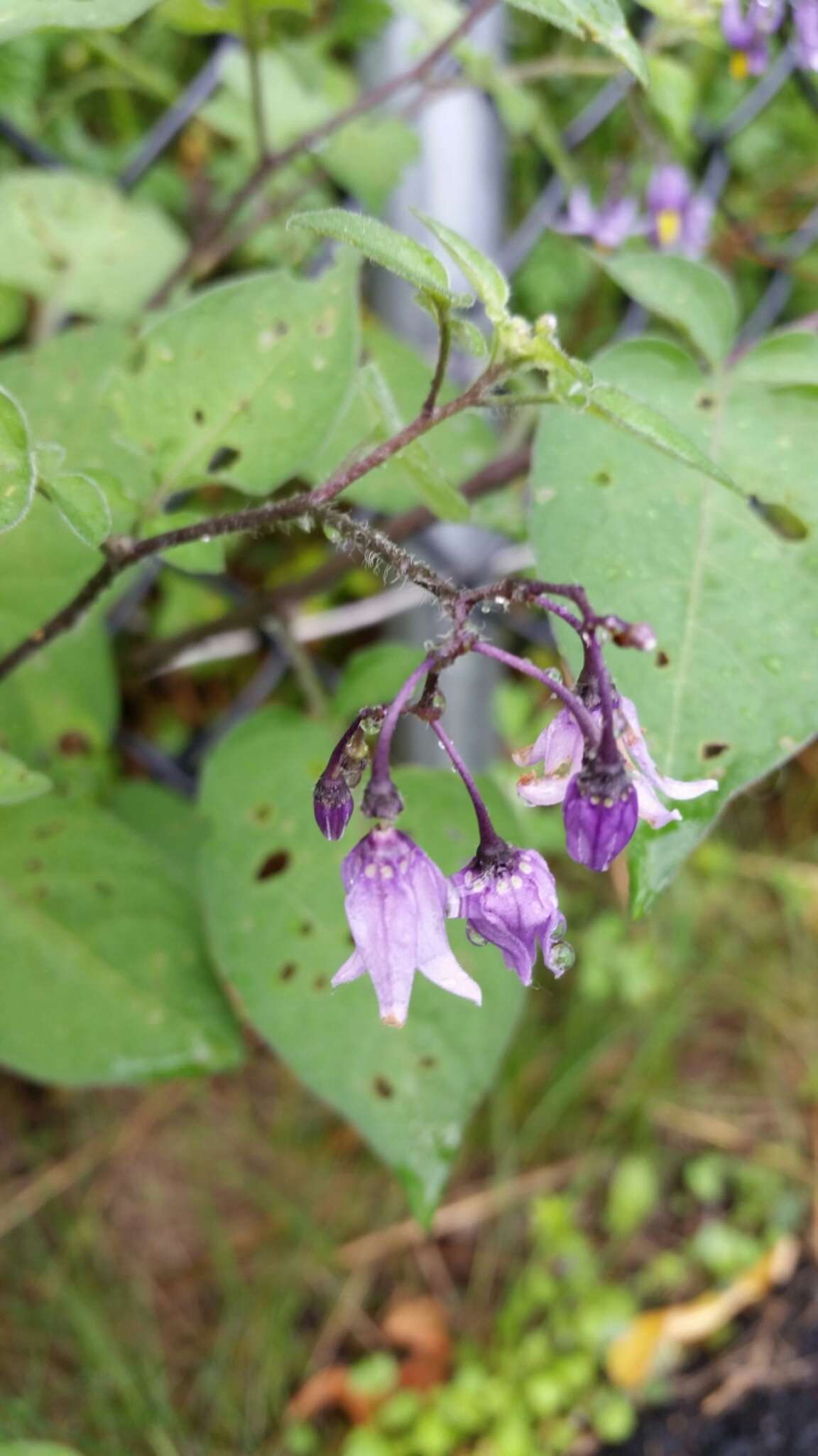 Image of Solanum dulcamara var. dulcamara