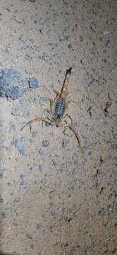 Image of Deathstalker scorpion