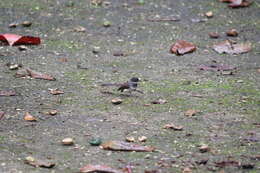 Image of Malaysian Pied Fantail