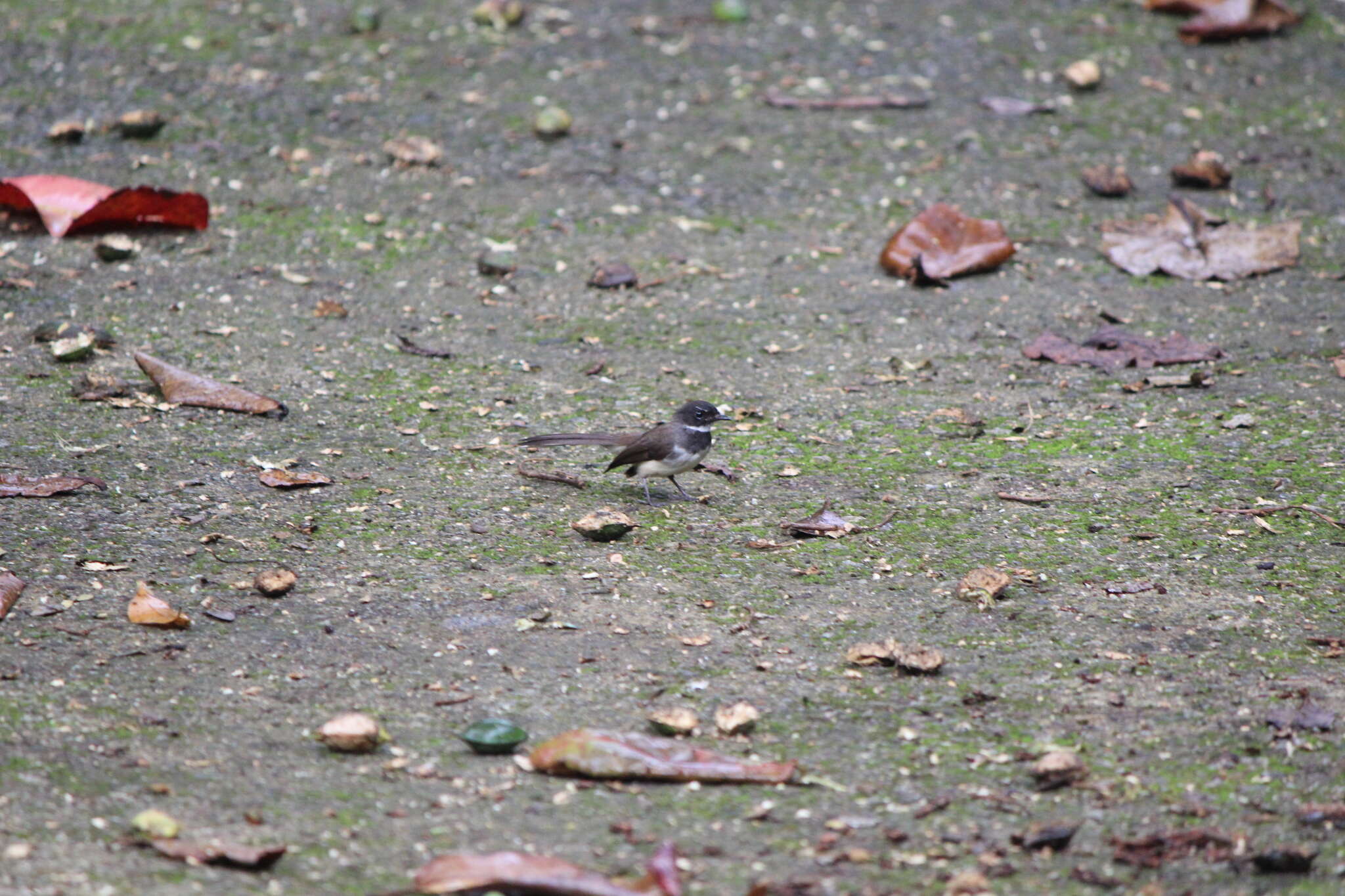 Image of Malaysian Pied Fantail