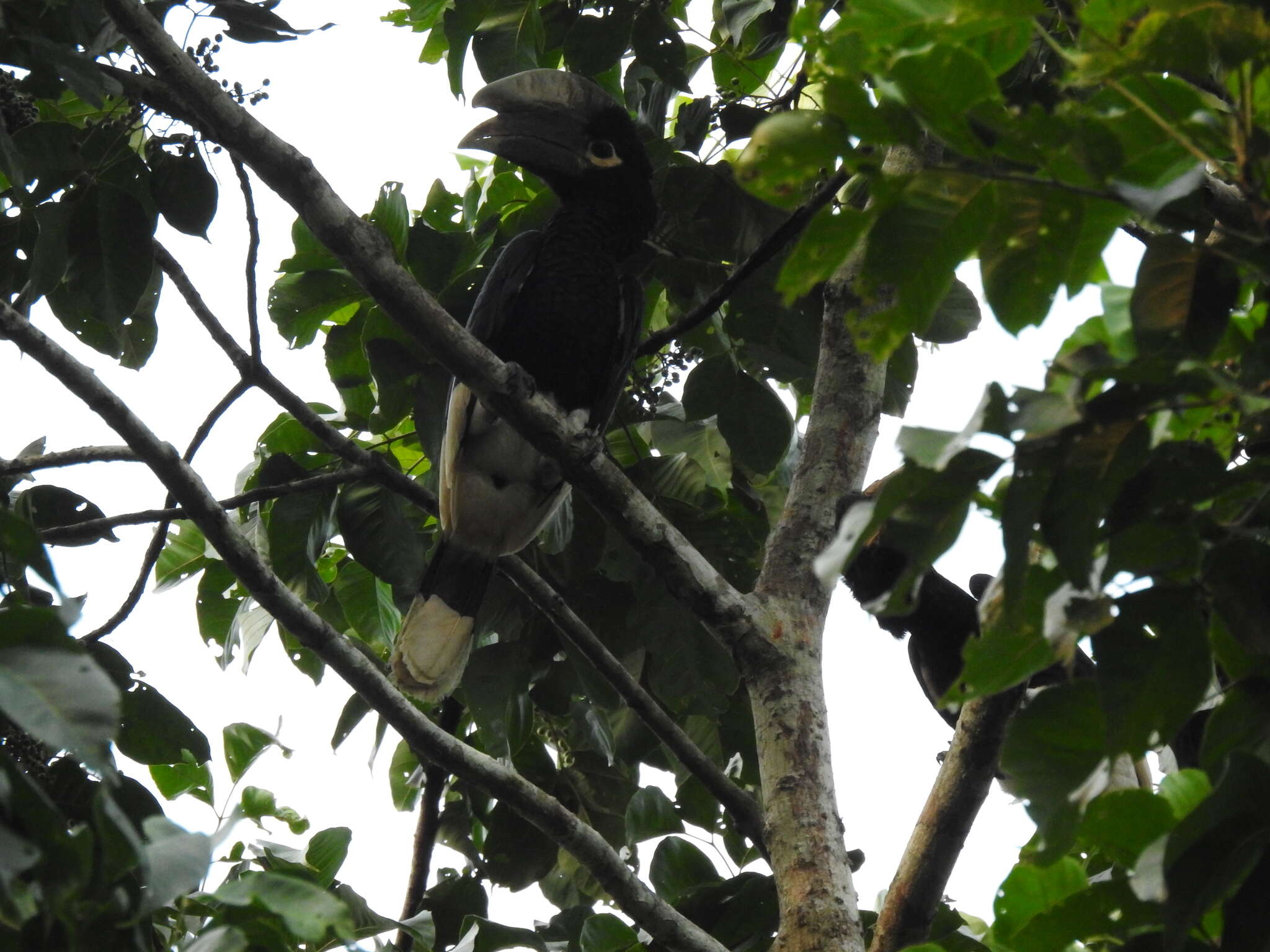 Image of White-thighed hornbill