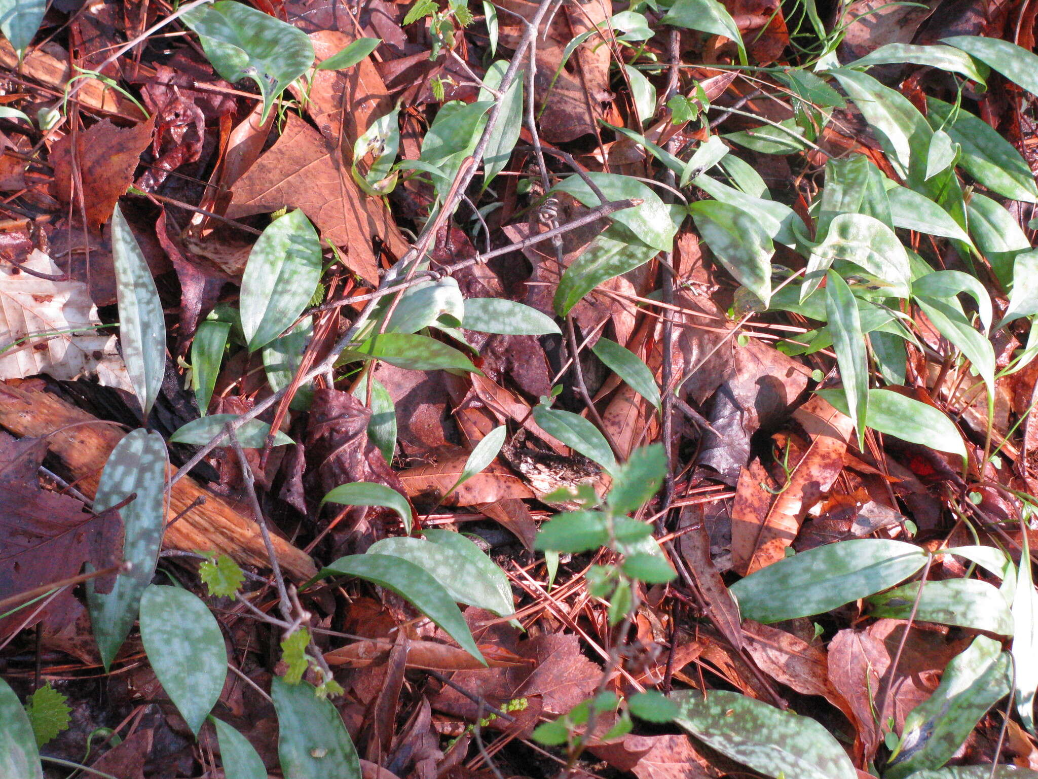 Image of dimpled troutlily