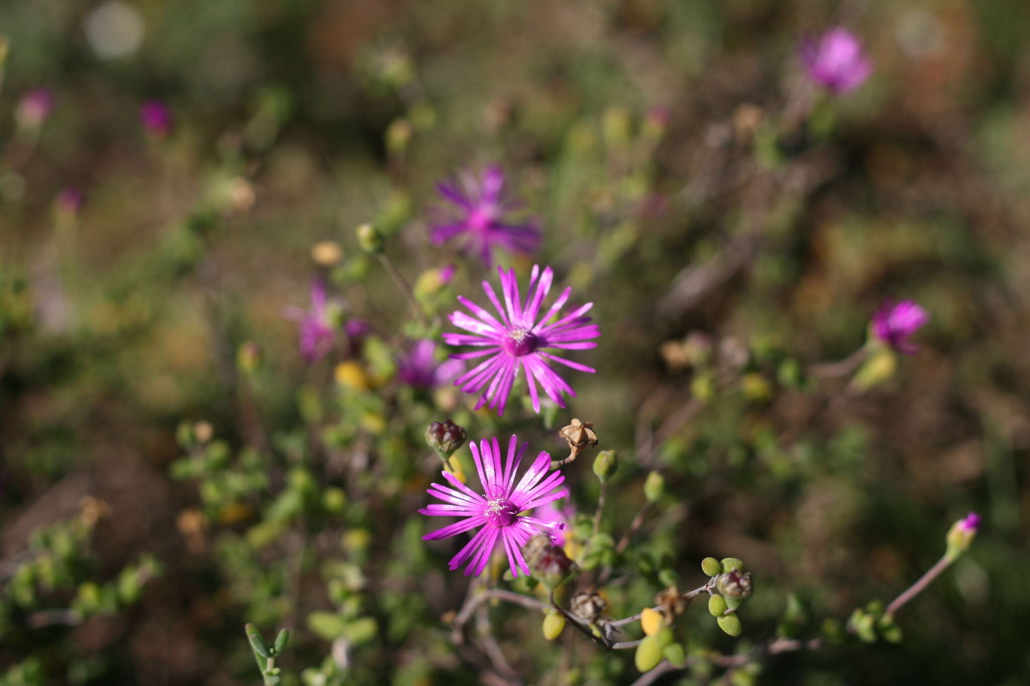 Image of Drosanthemum autumnale L. Bol.