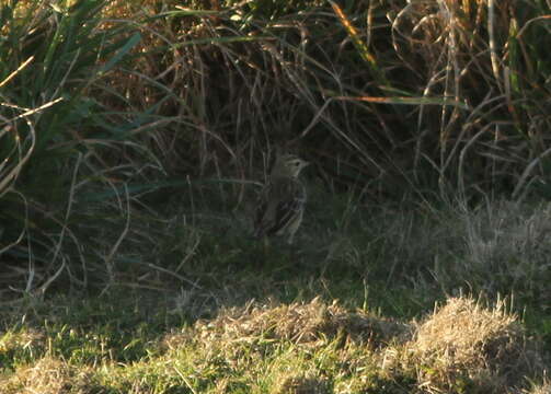 Image of Blyth's Pipit