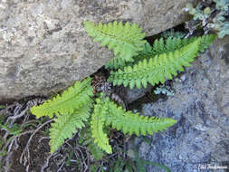 Plancia ëd Polystichum andinum Phil.