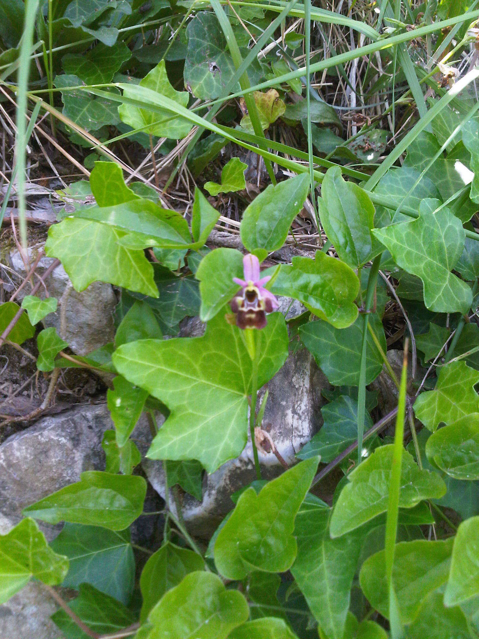 Image of Ophrys vetula Risso
