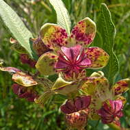 Image of Pachycarpus natalensis N. E. Br.