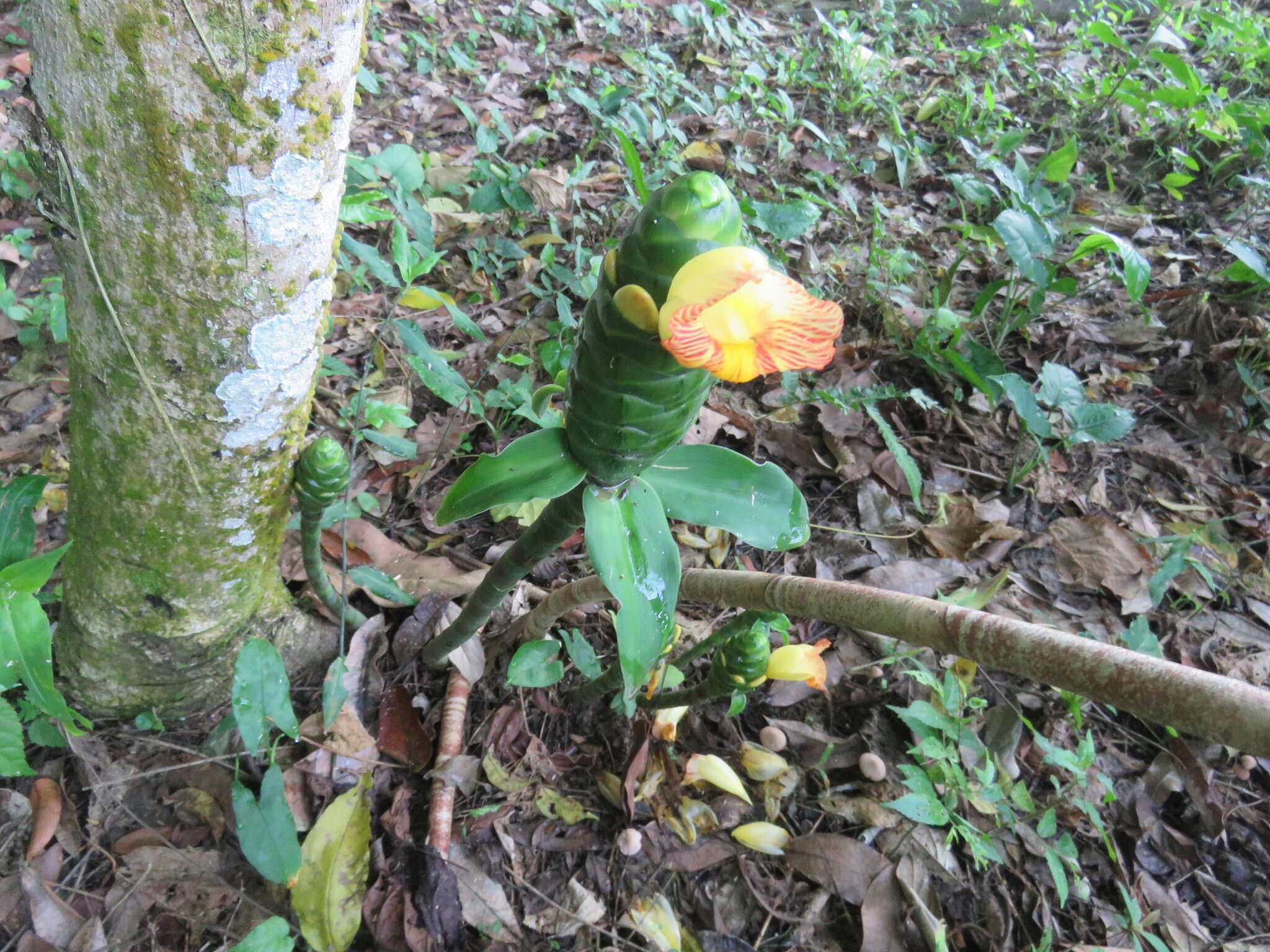 Image of Costus pictus D. Don