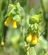 Image of honeywort