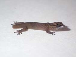 Image of Peninsula Least Gecko