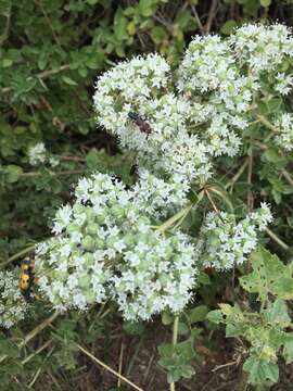 Image of pot marjoram