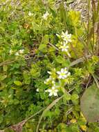 صورة Cerastium brachypetalum Desf. ex Pers.