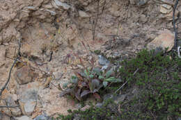 Image of Tuberaria lignosa (Sweet) Samp.