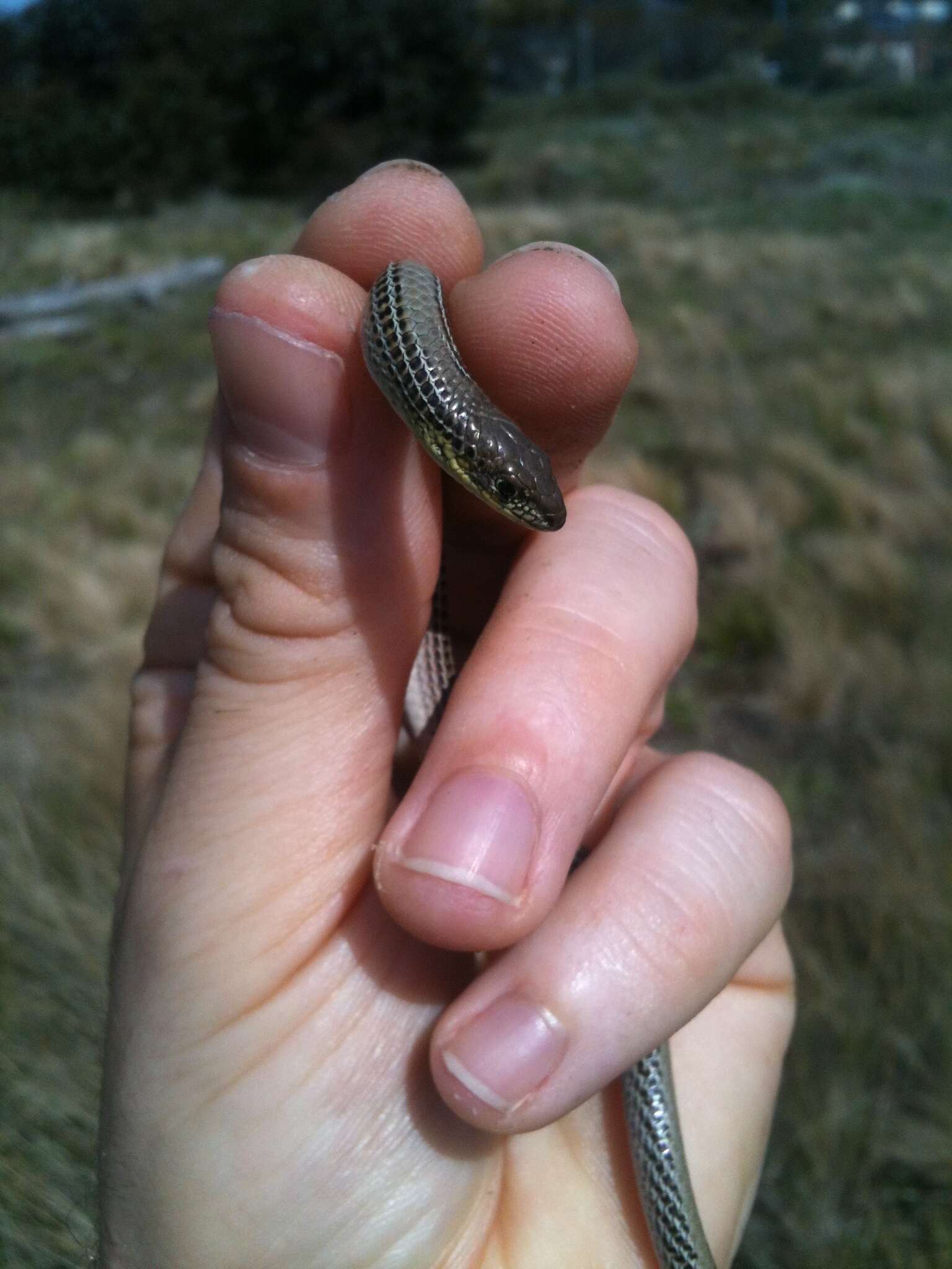 Image of Striped Legless Lizard