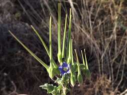 Слика од Erodium crinitum Carolin