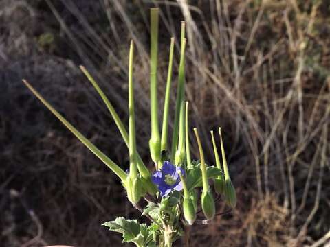 Слика од Erodium crinitum Carolin