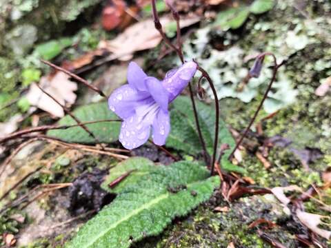 Image of Streptocarpus modestus L. L. Britten