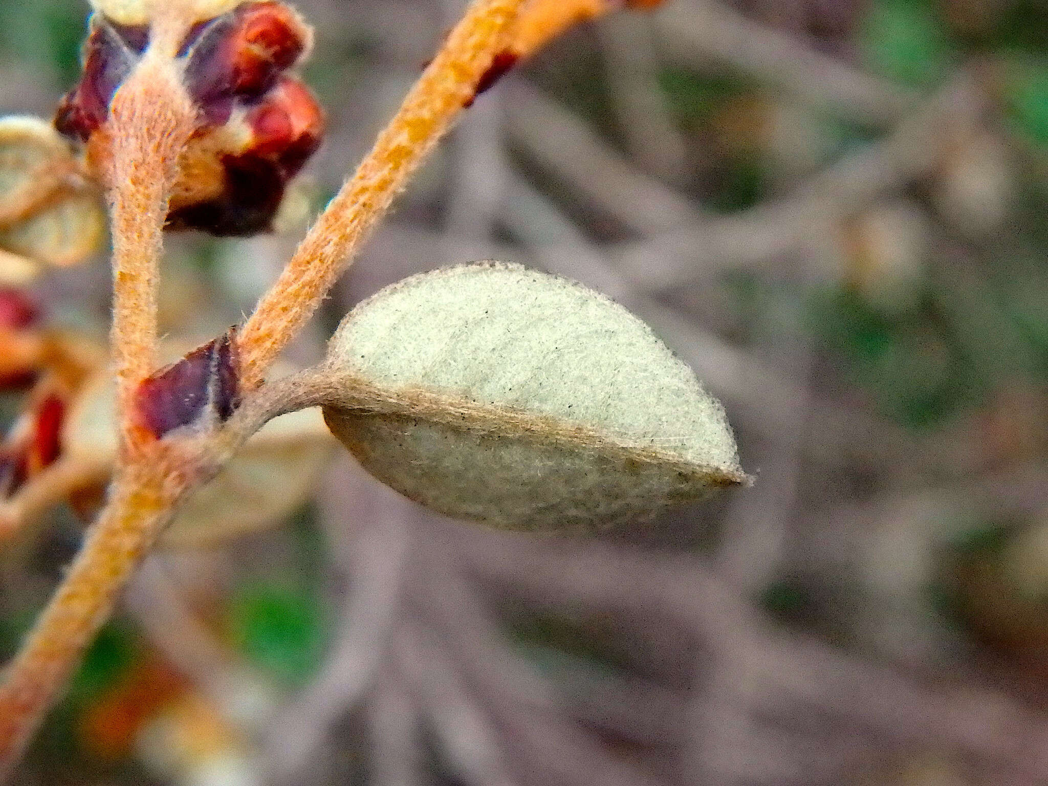 Image of Spyridium thymifolium Reiss.