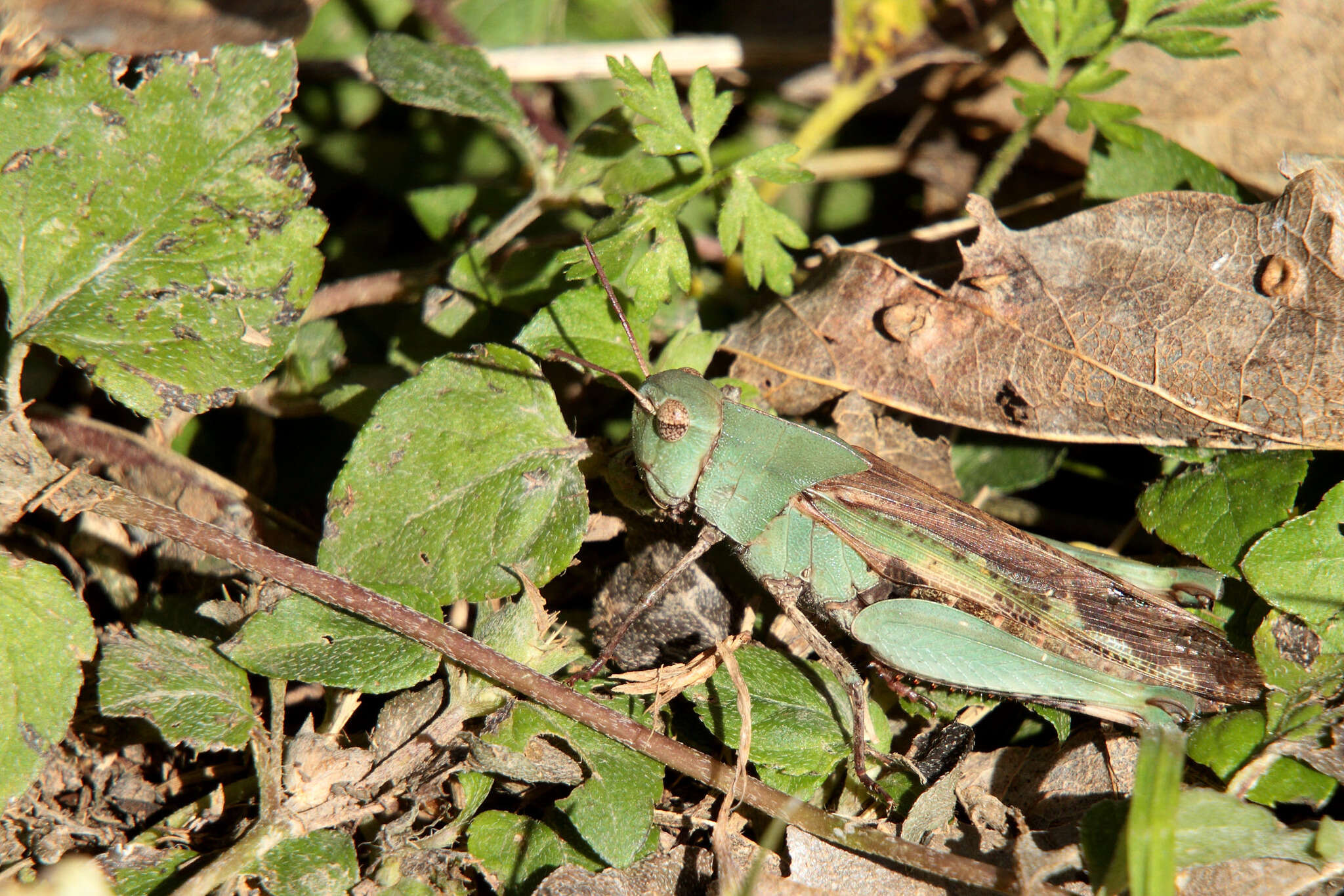 Image of Green-striped Grasshopper