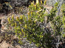 Image of Pteronia empetrifolia DC.