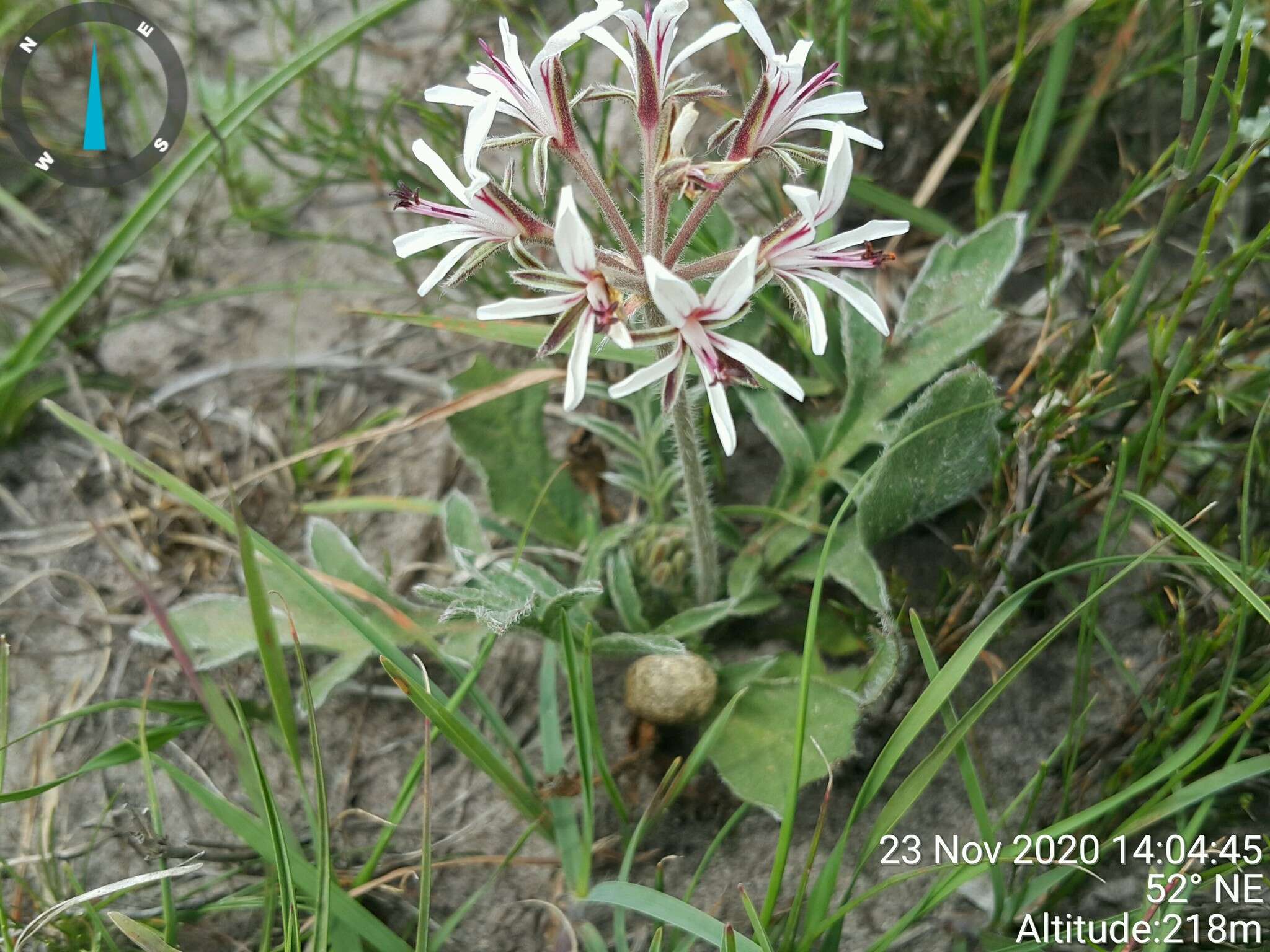 Image of Pelargonium auritum subsp. carneum (Harv.) J. J. A. V. D. Walt