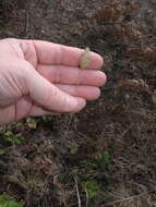 Image of bulbous canarygrass