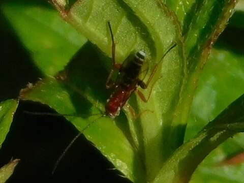 Image of Pimpla marginella Brulle 1846