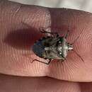 صورة <i>Andocides vittaticeps</i>