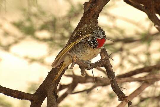 Image of Nubian Woodpecker