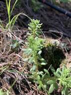 Image of Cockerell's stonecrop