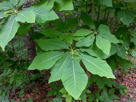 Image of Magnolia fraseri var. fraseri