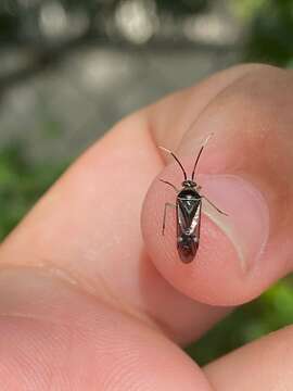 Слика од Calondas fasciatus Distant 1884