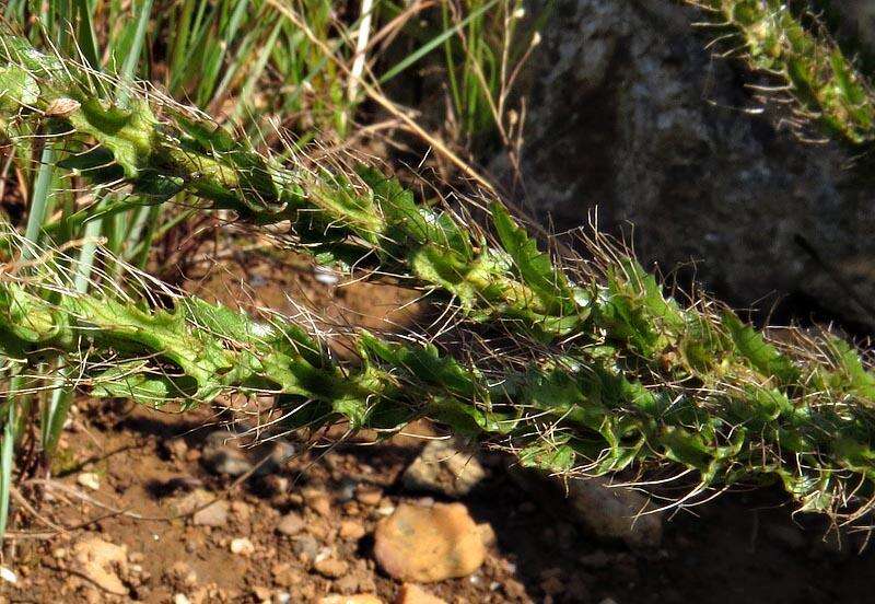 Image of Alepidea setifera N. E. Br.