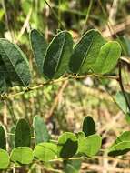 Image of Georgia false indigo