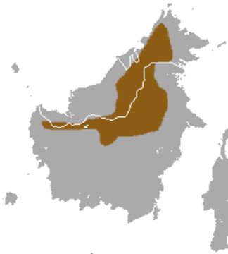 Image of Mountain Tree Shrew