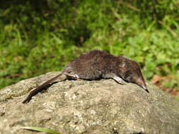 Image of Mexican Long-tailed Shrew