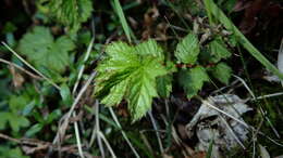 Filipendula kiraishiensis Hayata的圖片