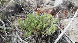 Image of Crassula biplanata Haw.