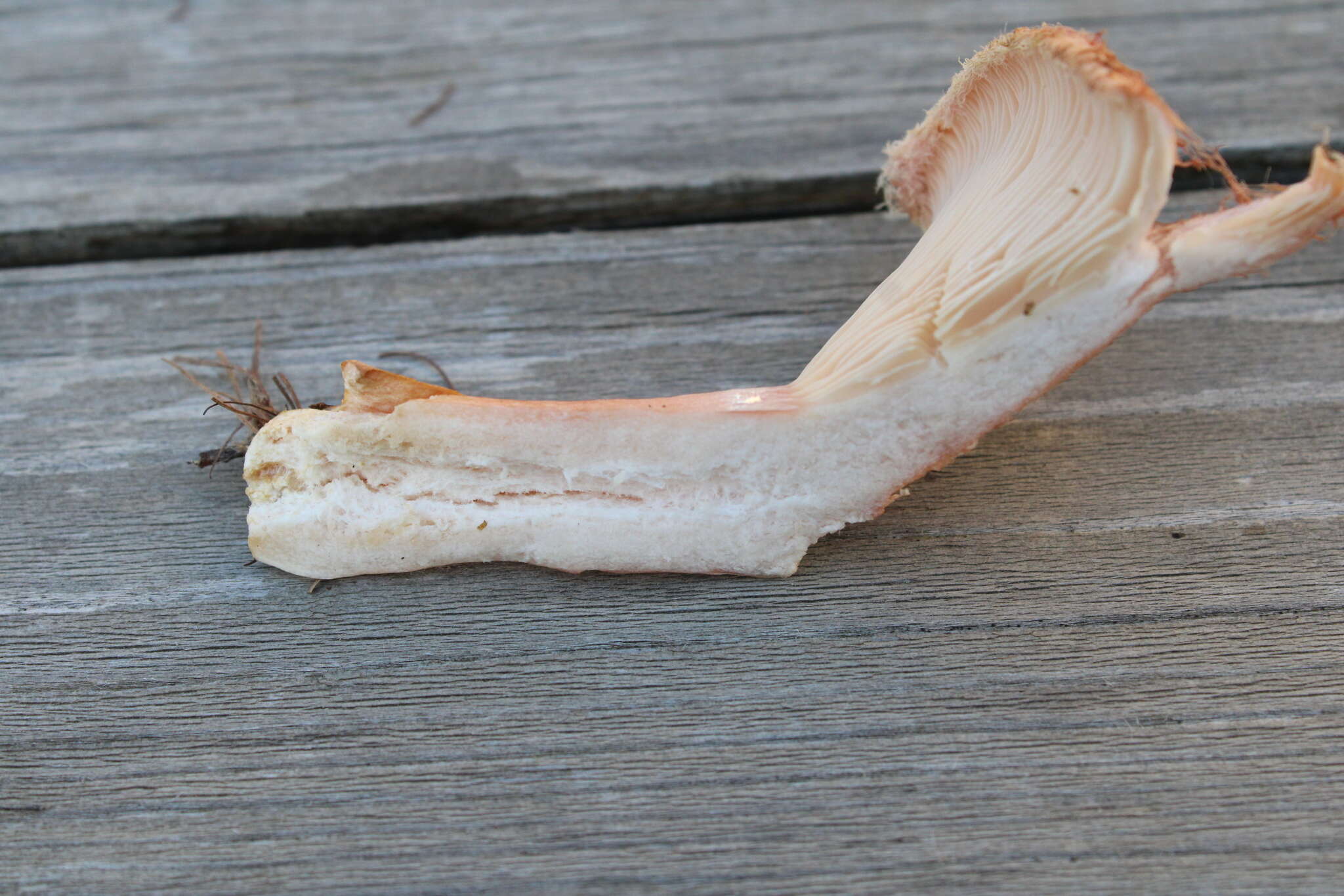 Image of Woolly Milkcap