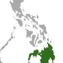 Image of Mindanao Tree Shrew