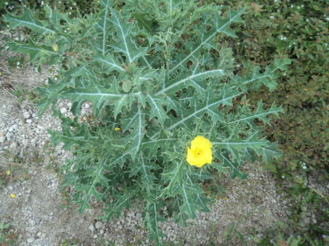 Argemone mexicana L. resmi