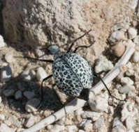 Image of Desert Spider Beetles