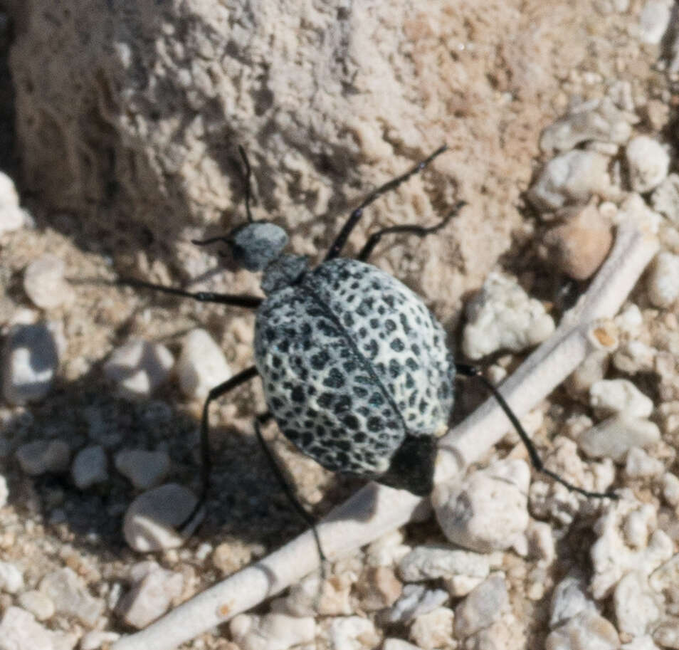 Image of Desert Spider Beetles