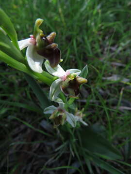 Image of Ophrys fuciflora subsp. grandiflora (H. Fleischm. & Soó) Faurh.