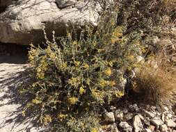 Image of Ericameria nauseosa var. texensis (L. C. Anderson) G. L. Nesom & G. I. Baird