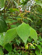 Image of Miconia multiplinervia Cogn.